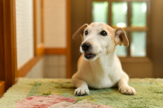 このこのふりかけのメリットとデメリット