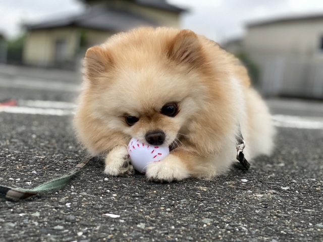 ポメラニアンの年間のドッグフード代