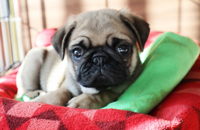 【まとめ】パグの性格や飼い方をわかりやすく解説！