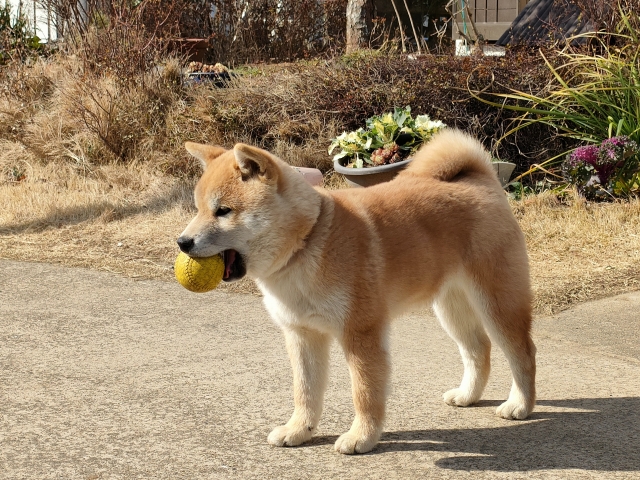 子犬の下痢に関するQ＆A