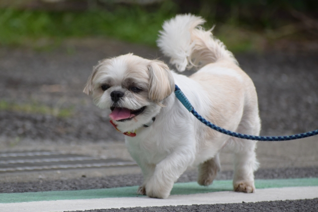 このこのふりかけの定期コース解約方法