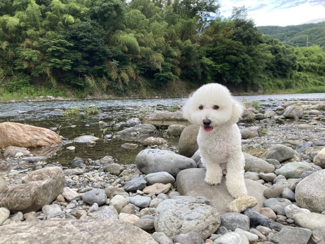 うちのトイプーの1日あたりの給餌量