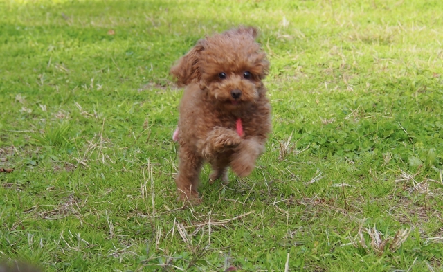 犬の糖尿病の治療方法