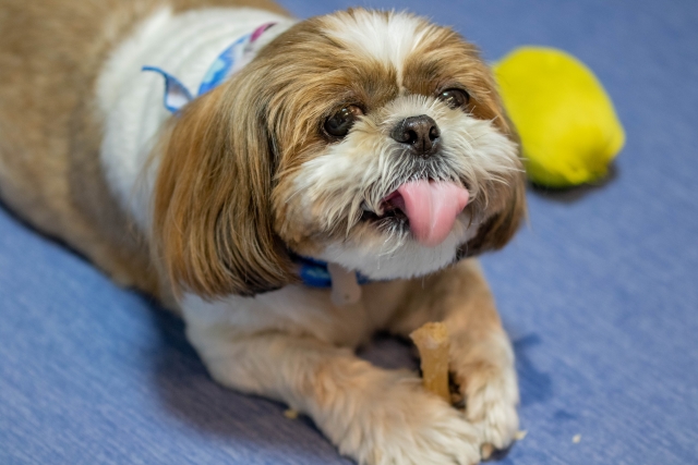 犬が震える場合の対処方法