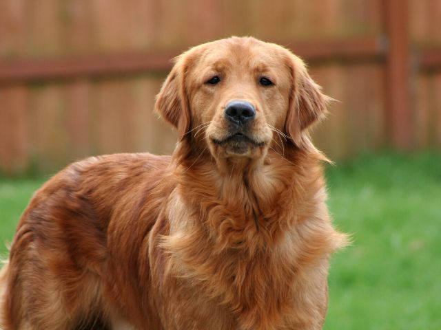 外で飼うのに向いている犬種