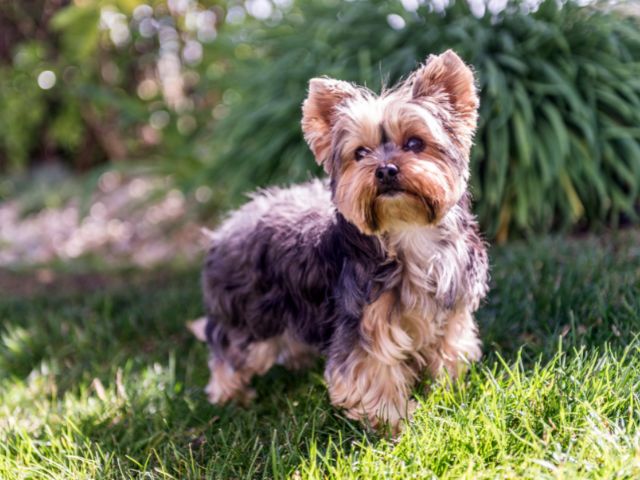 外で飼うのに向いていない犬種