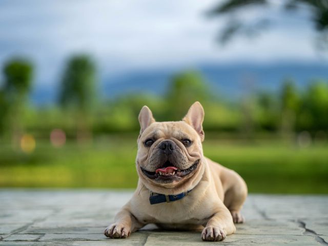 外で飼うのに向いていない犬種③短頭種