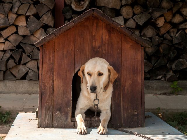 そもそも外で犬を飼う人は現在少数派