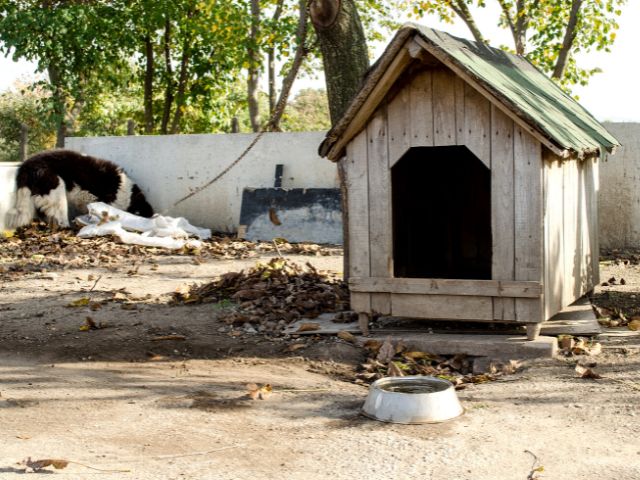 犬を外で飼うデメリット