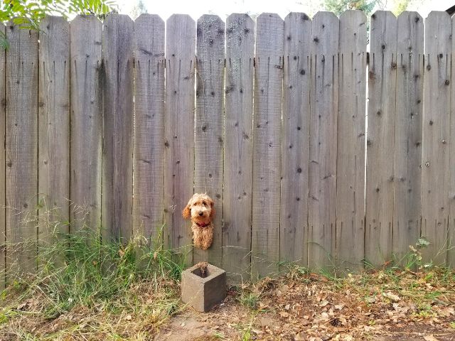 犬を外で飼うときの注意点