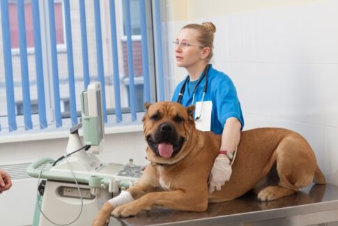 犬が小刻みに震えていたらどうする？