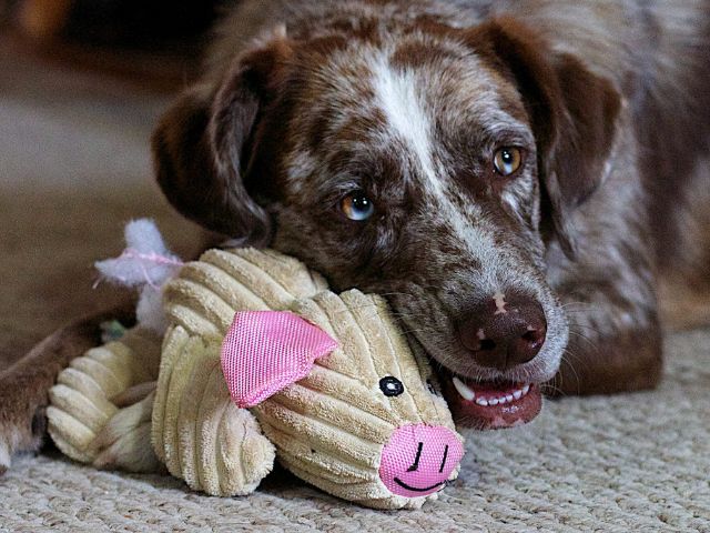 犬のおもちゃおすすめサブスク3選