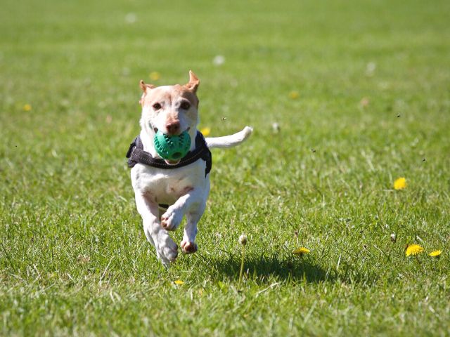 かっこいい犬の名前一覧