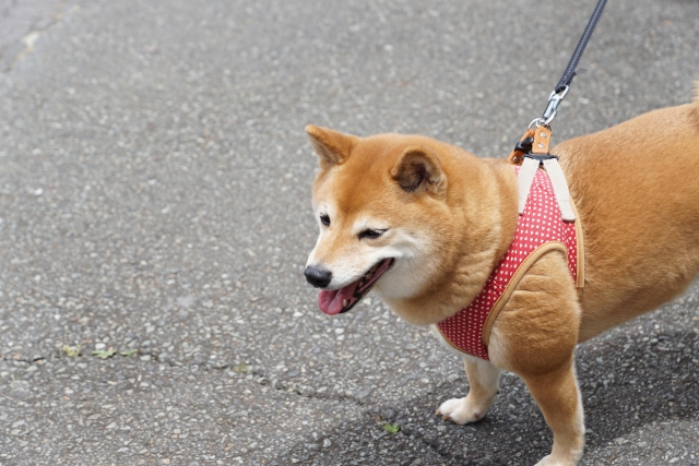 【まとめ】豆柴におすすめのドッグフード