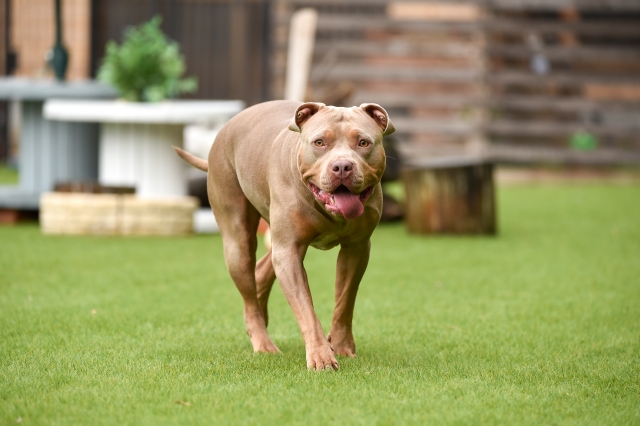 そもそもピットブルはどんな犬種？気性は荒い？