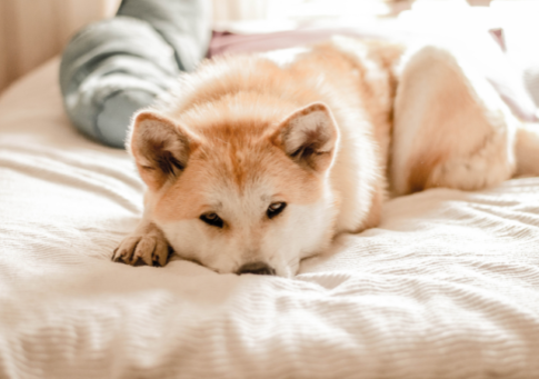 八王子　動物病院　おすすめ