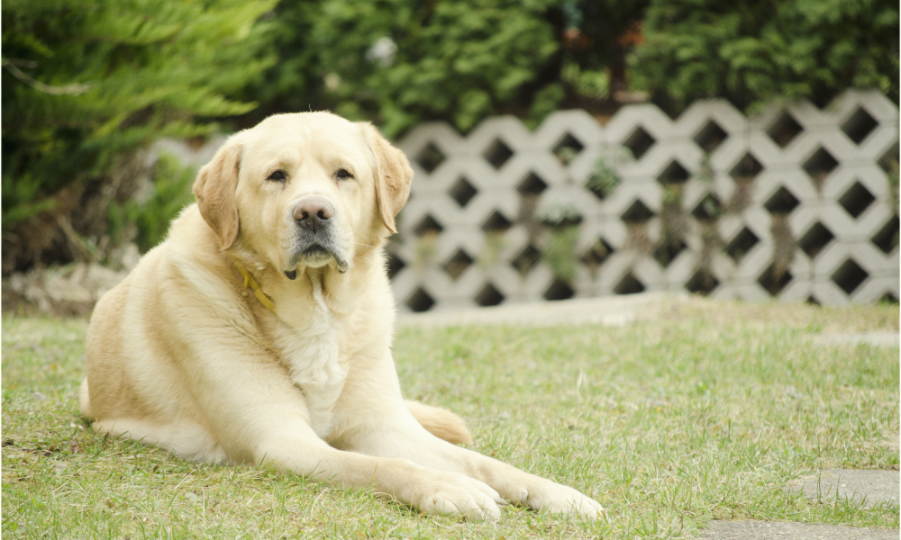 老犬がご飯を食べない原因