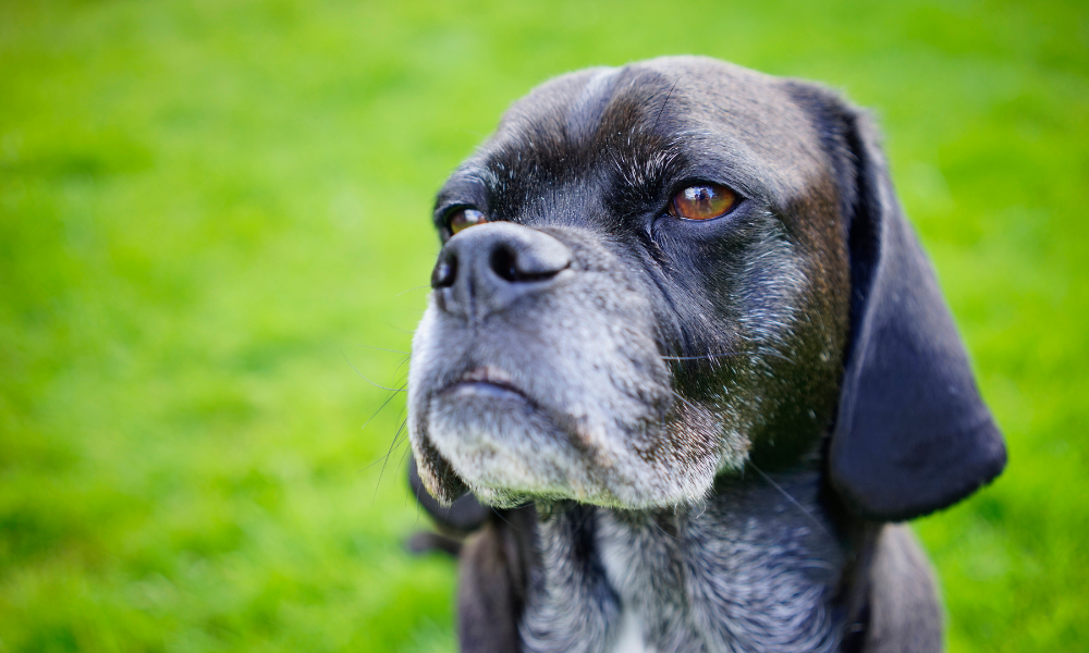 老犬がご飯を食べない場合は無理に食べさせたほうが良いの？