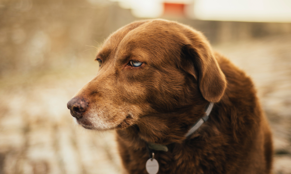 老犬がご飯を食べない場合の対策方法