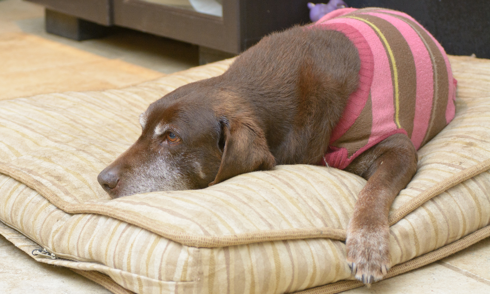 老犬がご飯を食べない場合、病気の可能性も