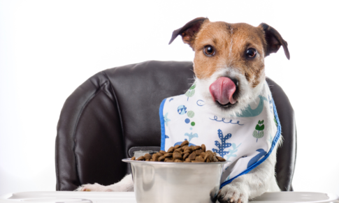 老犬　食べない