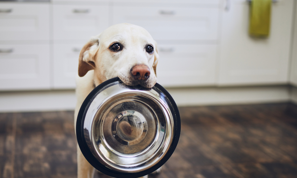 老犬のご飯を手作りする際の注意点