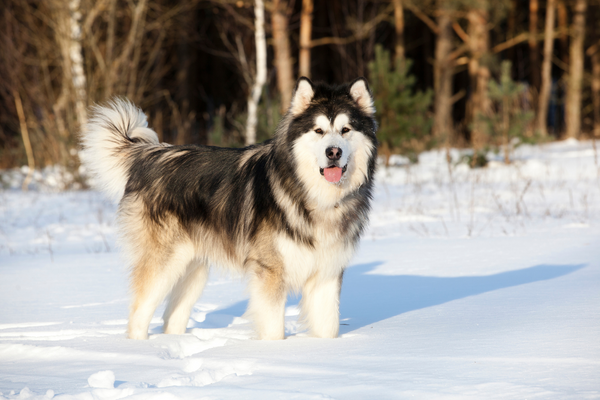 狼みたいな犬「ウルフドッグ」とはどんな犬？