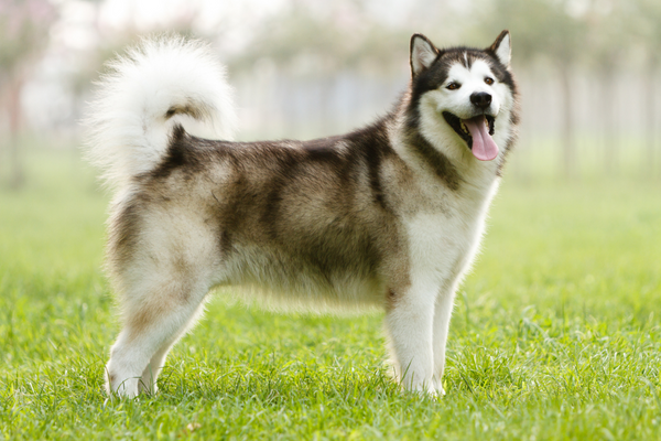 狼みたいな犬種②アラスカン・マラミュート