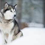 狼みたいな犬「ウルフドッグ」とは？