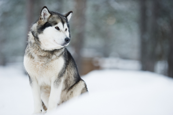 狼みたいな犬「ウルフドッグ」とは？