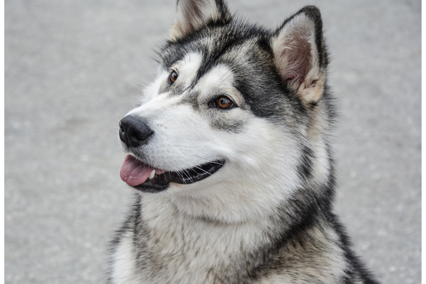 狼みたいな犬種を5つ紹介