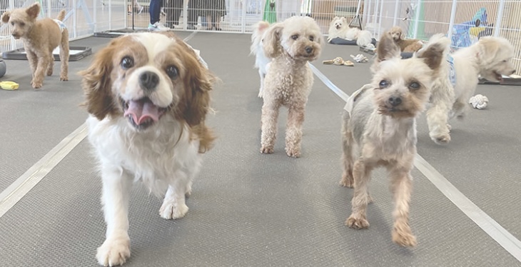 犬猫譲渡会が開催されるカインズホーム店舗【カインズ朝霞店】