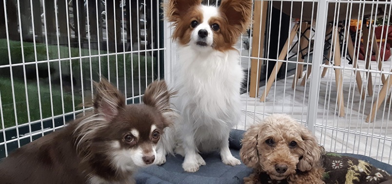 犬猫譲渡会が開催されるカインズホーム店舗【カインズ蓮田店】