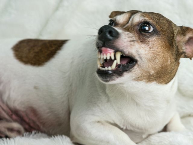 保護犬や保護猫を迎える時に気を付けるポイント