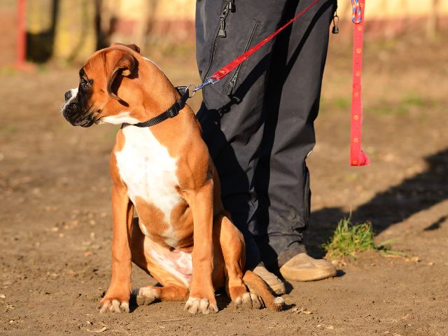 保護犬・猫の様子を十分に観察し無理をさせない