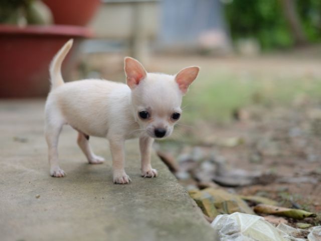 しっかりお散歩に連れ出してあげられる人