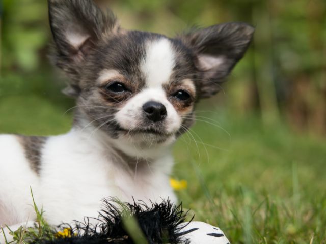 チワワを飼っている人の声