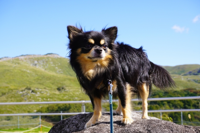 チワワが番犬としておすすめな理由