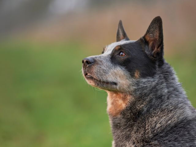 世界一賢い犬⑩オーストラリアン・キャトル・ドッグ