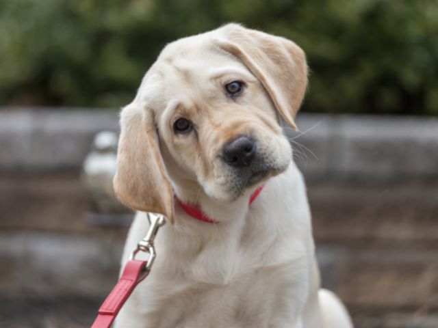 人間と犬の脳の違い