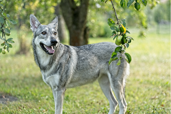 狼みたいな犬種⑤サーロス・ウルフボンド