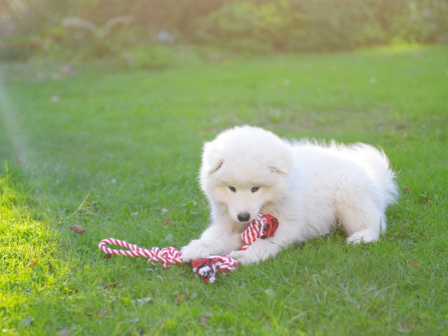 見てはいけない言われているサモエドの子犬の動画