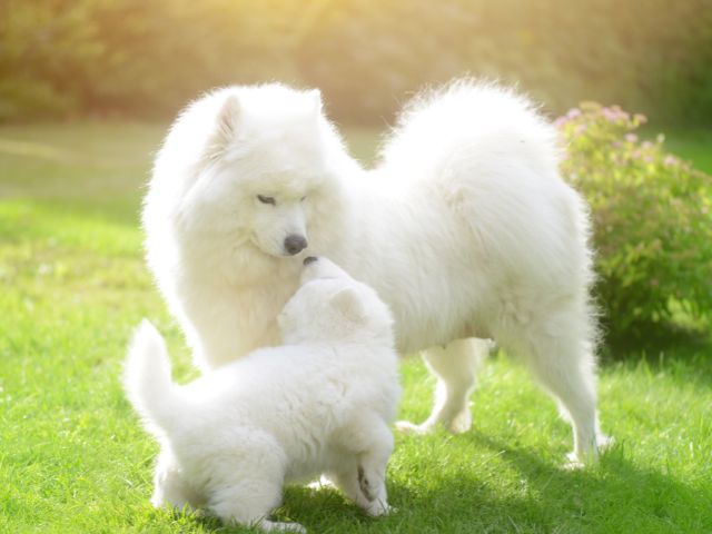 サモエドを飼う時のポイント③刺激の少ない飼育環境を整えましょう