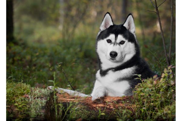 狼みたいな犬種①シベリアン・ハスキー