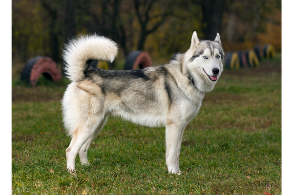 日本で見られる狼みたいな犬