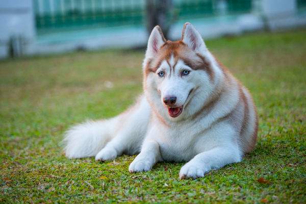 狼みたいな犬を飼う際に知っておきたいポイント