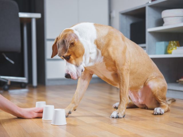 犬の知能は人間でいうと何歳ぐらい？