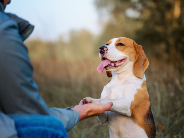 賢い犬を飼うメリットとデメリット