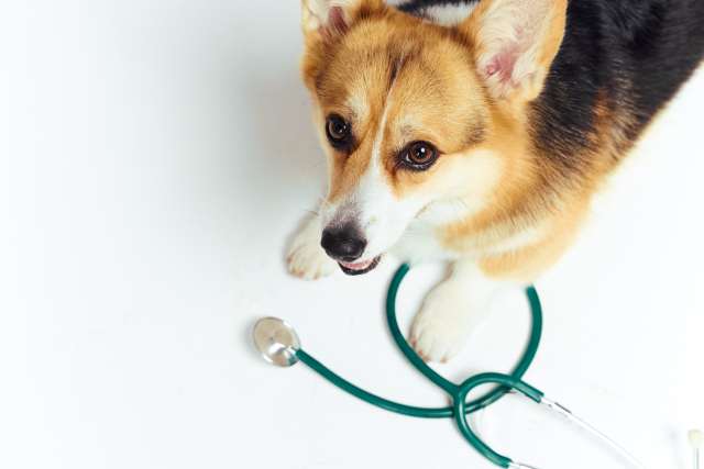 犬が中毒性のある食べ物を食べてしまった時の対応