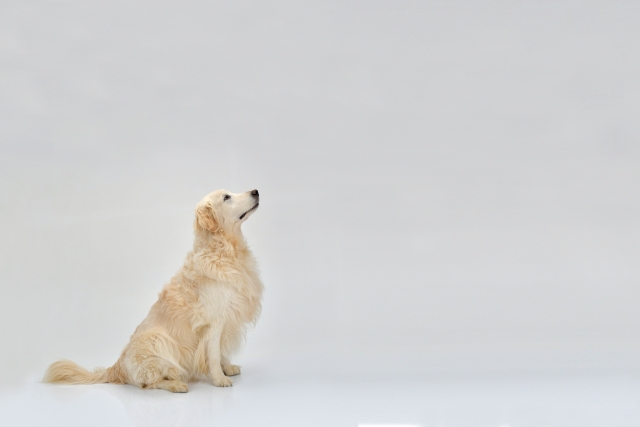 犬にあげてはいけない食べ物　危険度一覧